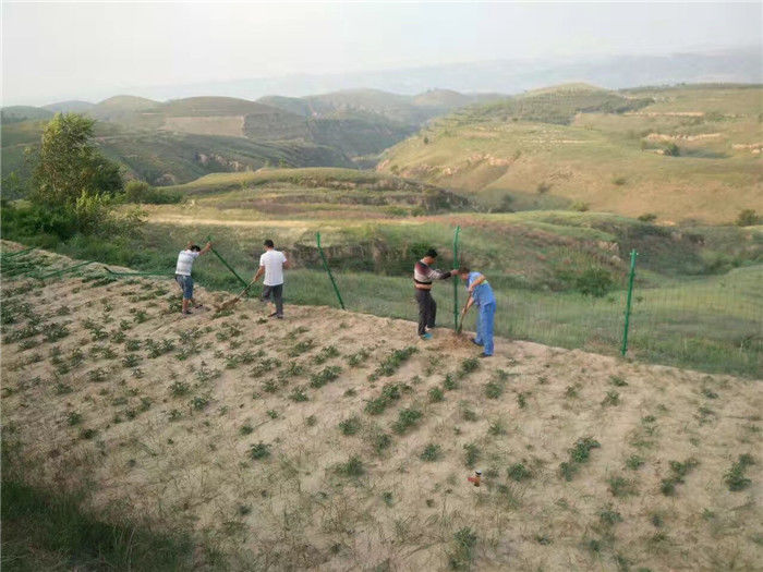 Environmentally Friendly Green Vinyl Coated Welded Wire Fencing For Slope Protection